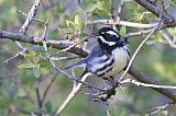 Black-throated Gray Warbler